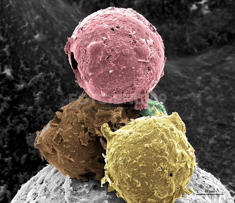 imagen fotciencia