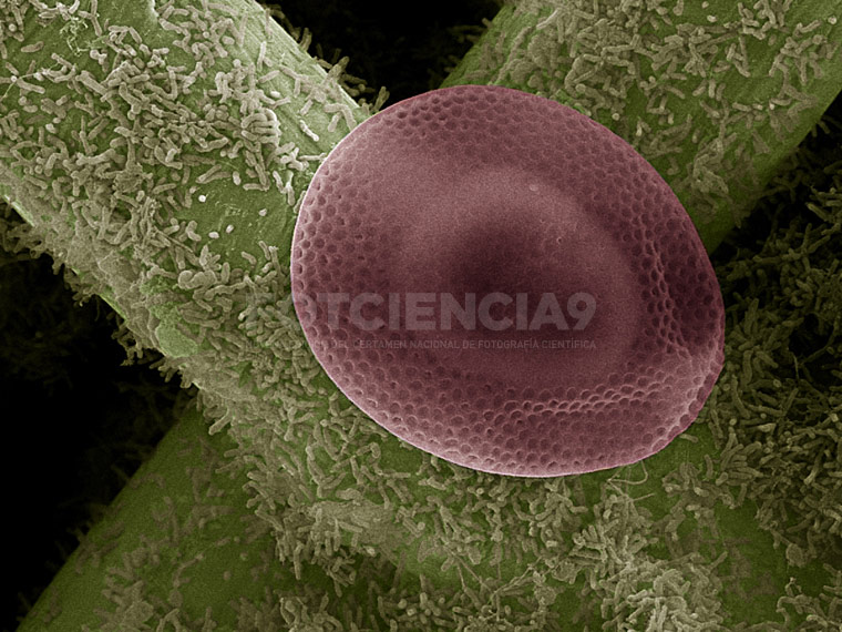 imagen fotciencia